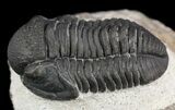 Gerastos Trilobite Fossil - Morocco #52112-1